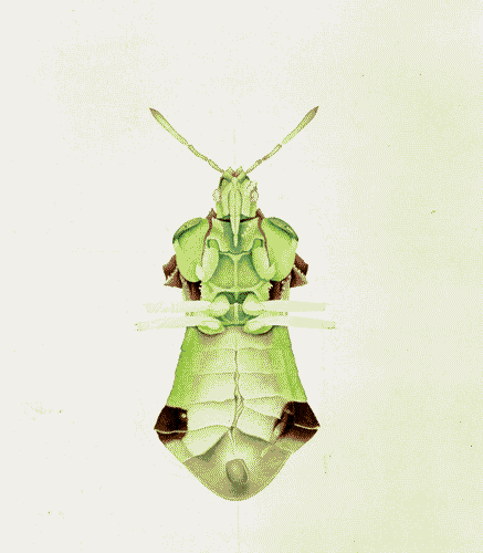 Image for XVIII Triennale - Partecipazioni internazionali - Svizzera. Dopo Cernobyl- Cornelia Hesse-Honegger, Acquarello