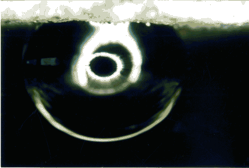 Image for XVIII Triennale - Mostre tematiche - Il giardino delle cose - La "materia eterna"