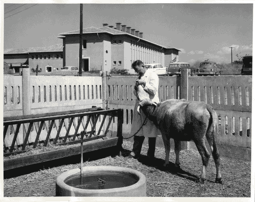 Image for XII Triennale - La casa e la scuola - Settore rurale - Israele - Beit Dagon - Veterinario all'Agricoltural Research Station