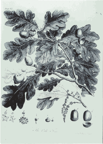 Image for XVIII Triennale - Mostre tematiche - I boschi di Maria Teresa - Riproduzione di tavola del volume "Discourse of forest-trees"