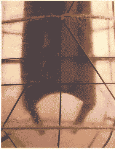 Image for "Zygonyx" per la sezione della Finlandia