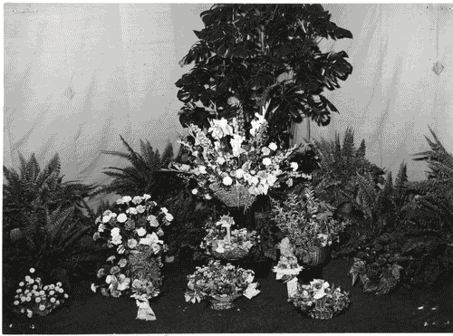 Image for X Triennale - Parco Sempione - Padiglione del fiore - Composizioni floreali