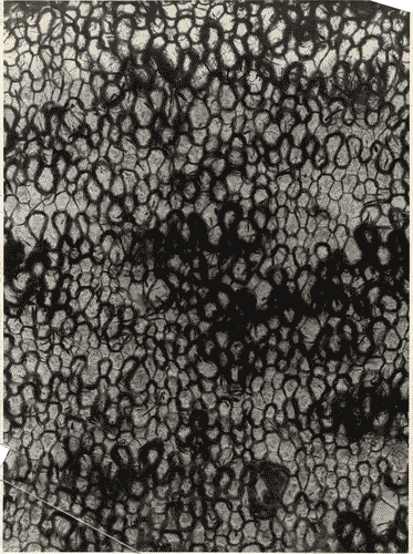 Image for V Triennale - Arti decorative e industriali - Tessuti-pizzi-ricami - Tessuto in fibre nazionali lavorati a mano di Anita Pittoni